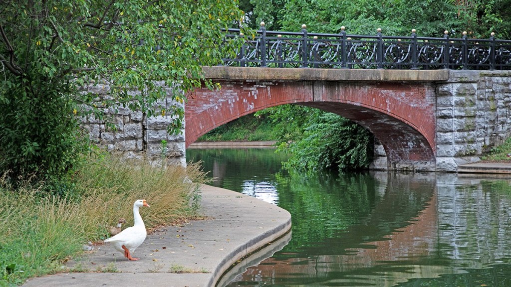 Brick arch bridge crossing the pond at Benton Park in St. Louis, with a white goose walking beside the water.